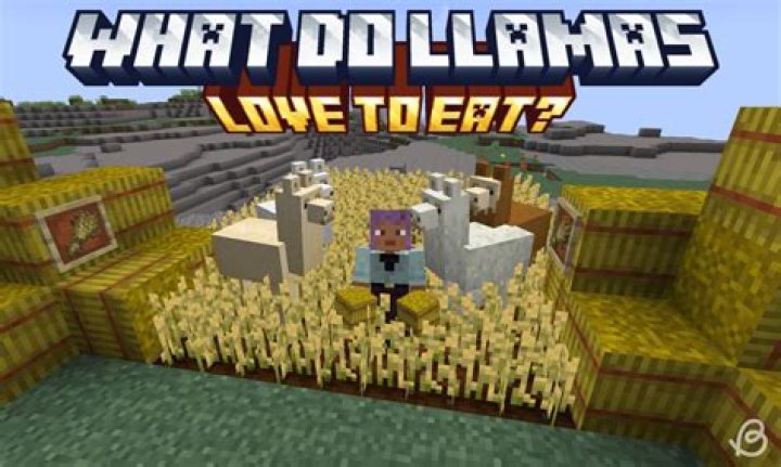 What do llamas like to eat in minecraft