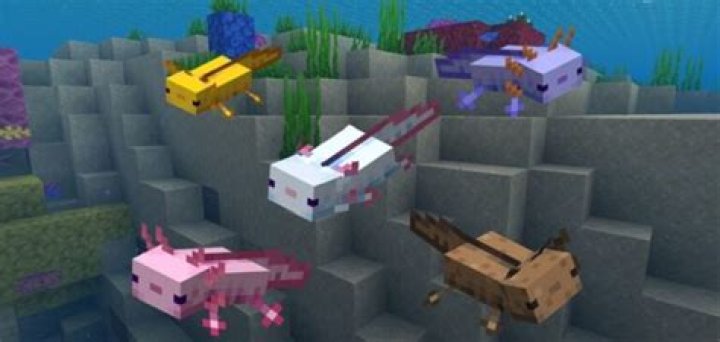 What do minecraft axolotls eat