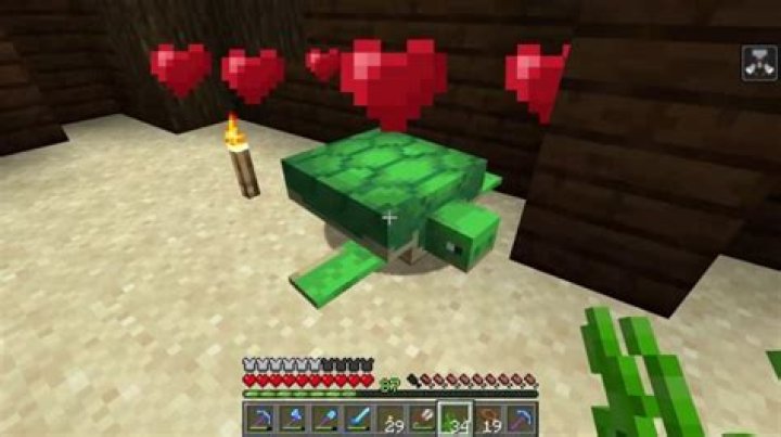 What do minecraft turtles eat