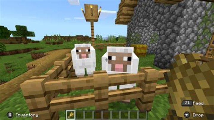 What do sheep eat in minecraft