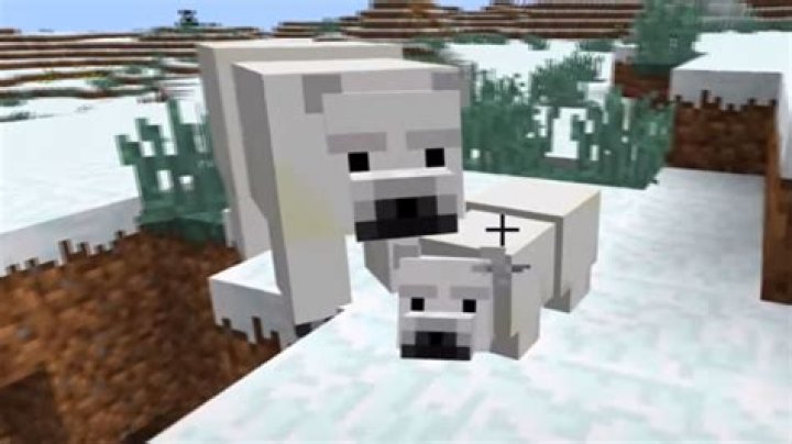 What do you feed polar bears in minecraft