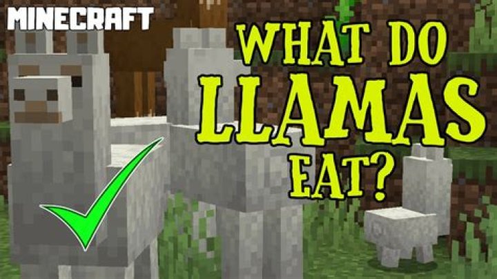What does llamas eat in minecraft