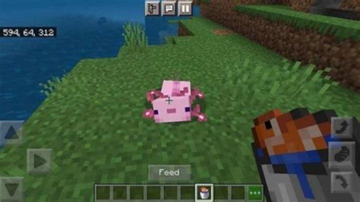What to feed axolotl minecraft
