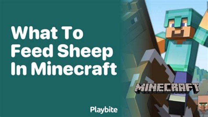 What to feed sheep in minecraft
