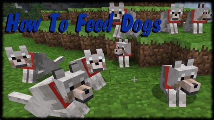 What to feed wolf in minecraft